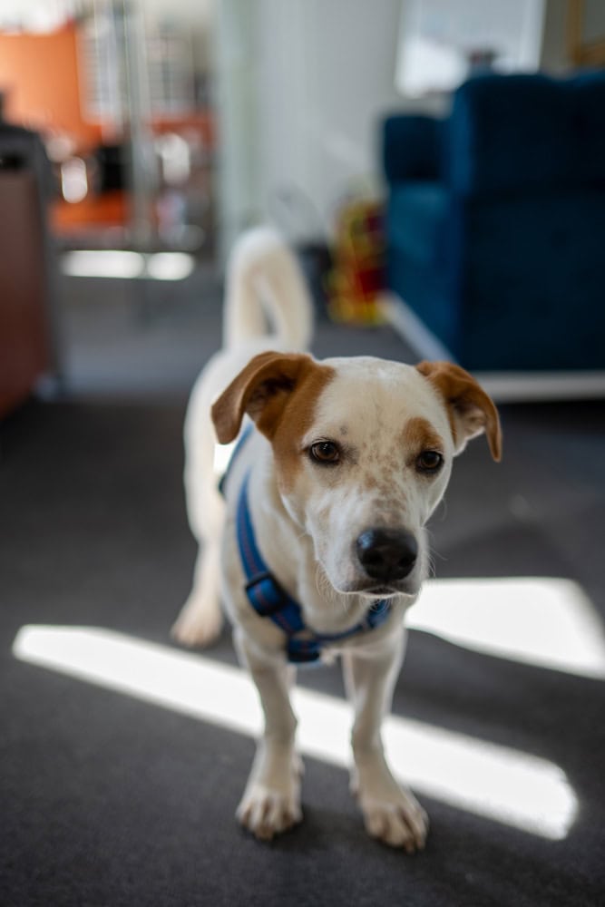 Ambulanter Pflegedienst Pflege Fantastisch in Dachau Pflegehund